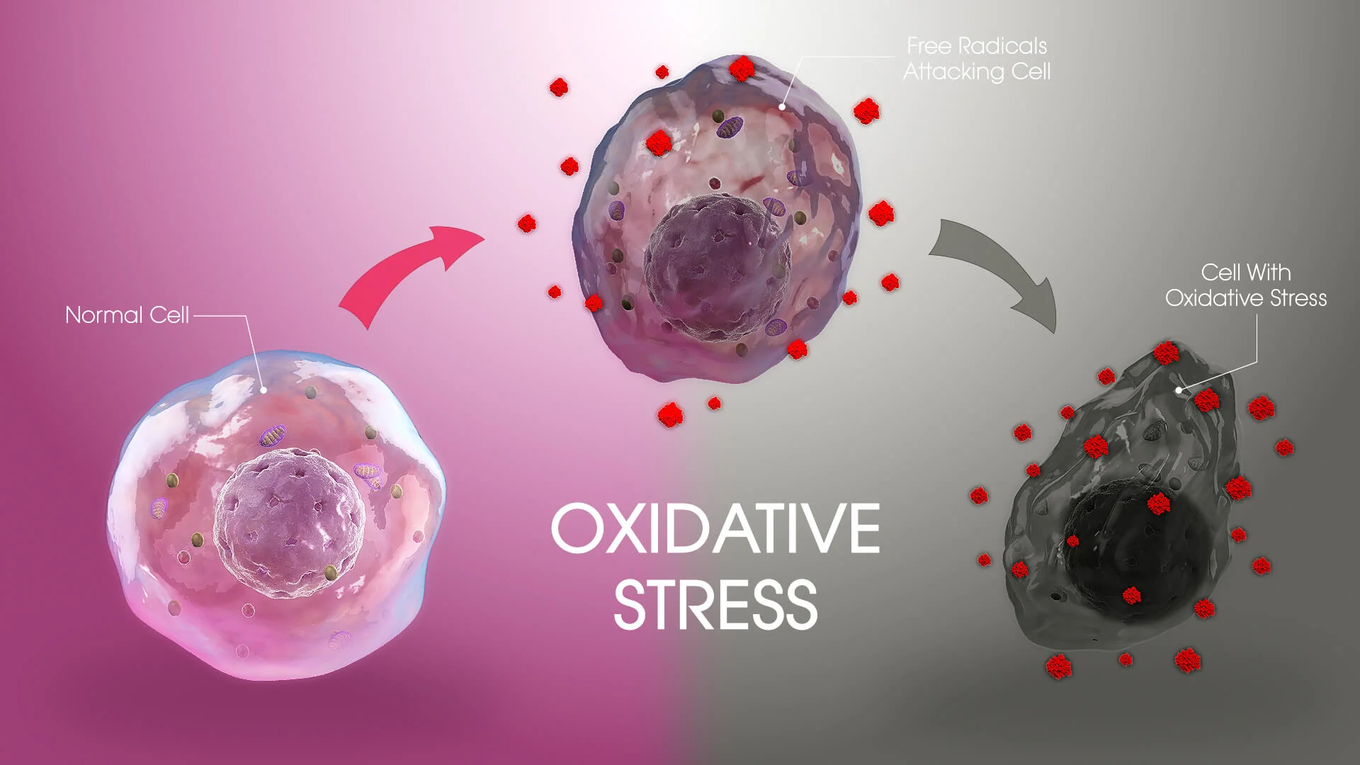 Oxidative cells before and after vitalbody Oxidative cells before and after vitalbody